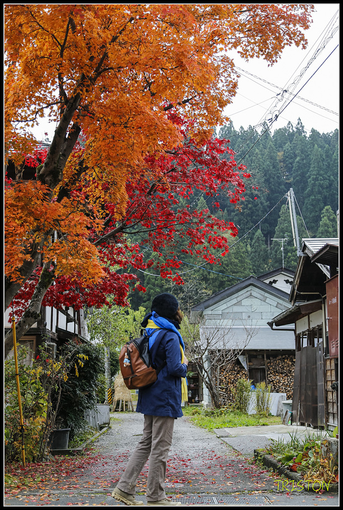 _H1A0701.jpg - 20171103 日本只見線、會津若松五色沼、昭和記念公園賞紅葉