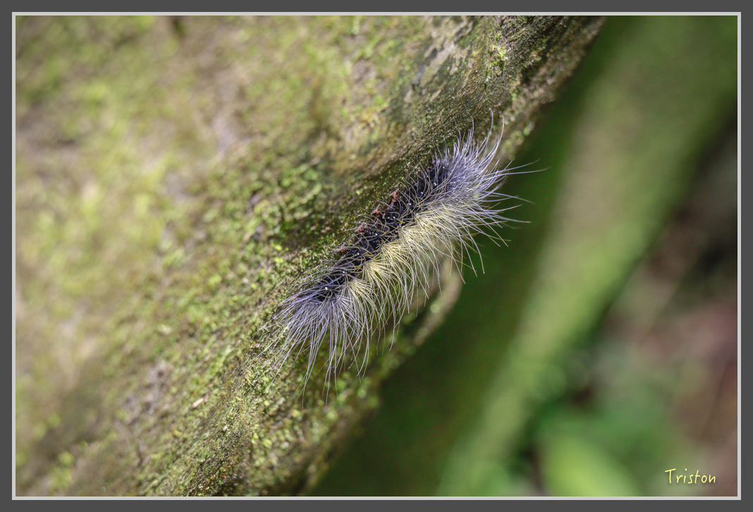 _MG_8729.jpg - 20160622 圓潭、雲潭、水社寮車站