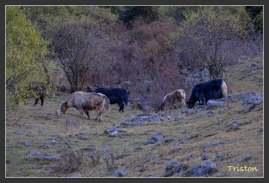 _MG_0819.jpg - 20161013 稻城亞丁