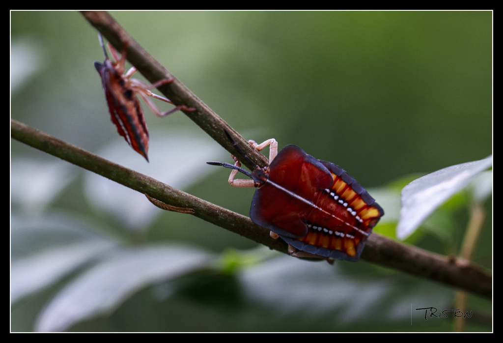 _MG_0015.jpg - 20170618 新化後山昆蟲微距