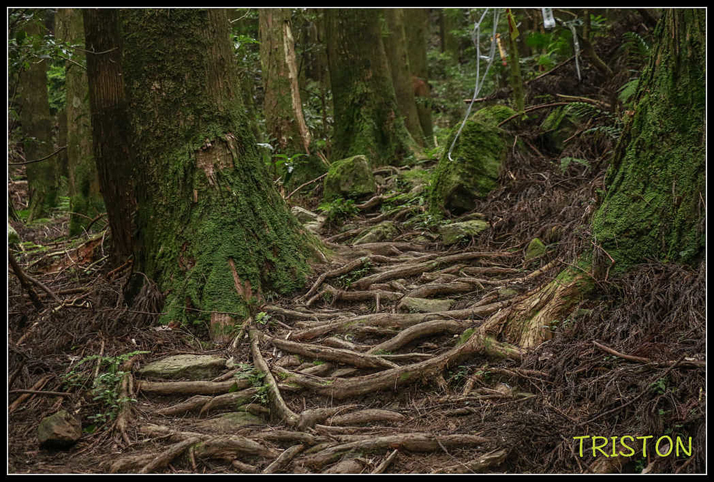 _MG_0067.jpg - 20170920 加里山