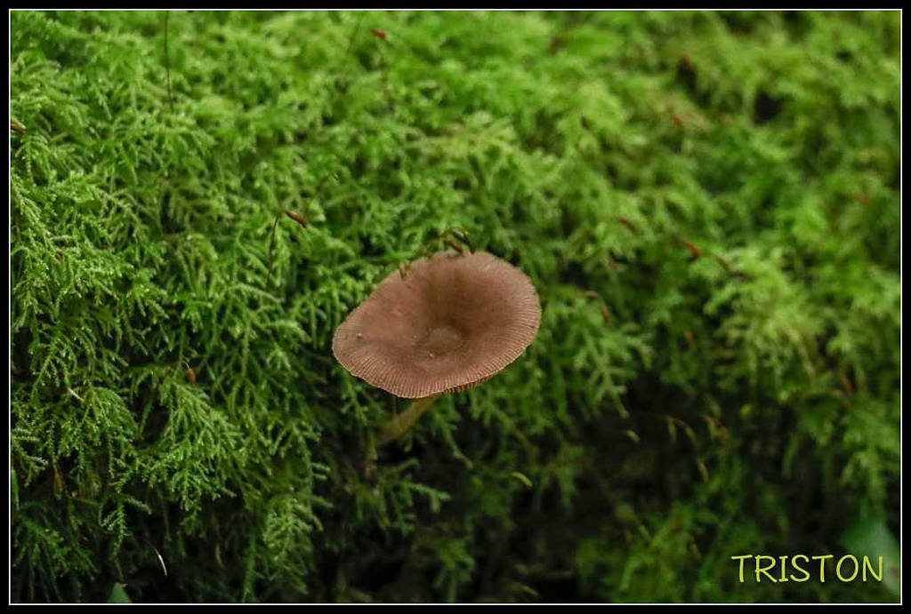 _MG_0083.jpg - 20170920 加里山
