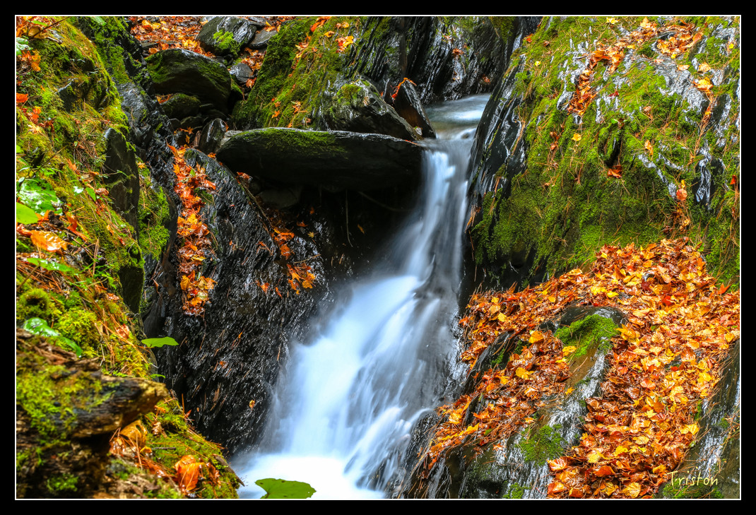 JH1A1048.jpg - 20151205 合歡溪步道、108K楓之谷