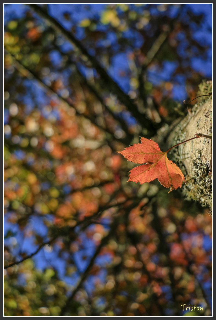 IMG_0748.jpg - 20151219 鳶嘴稍來山、小雪山林道