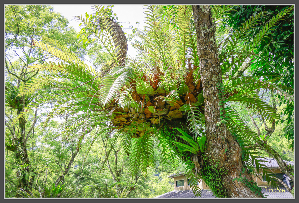 IMG-450.jpg - 20160821 中橫花東之旅