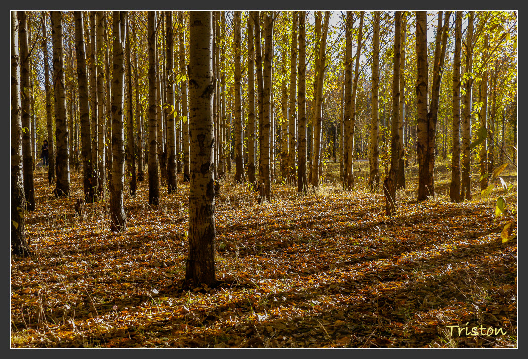 _MG_2419.jpg - 20161013 稻城亞丁