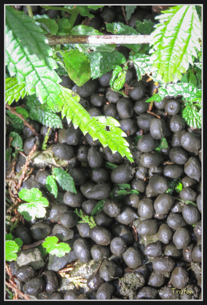 0097.jpg - 20161231 明池 神木園