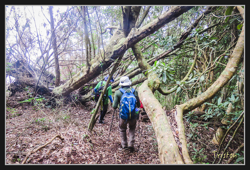 IMG_1446.jpg - 20170318 守關山、守城大山