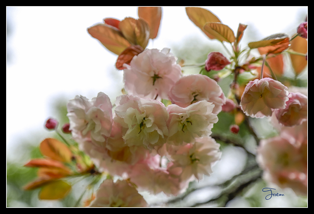 _H1A3701.jpg - 20170425 阿里山+圓潭螢火蟲