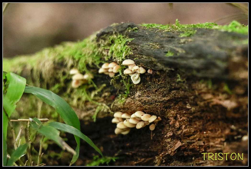 _MG_0080.jpg - 20170920 加里山