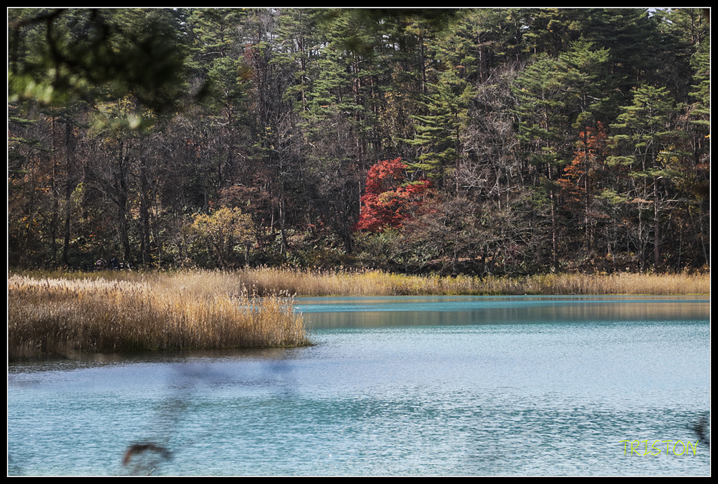 _H1A1265.jpg - 20171103 日本只見線、會津若松五色沼、昭和記念公園賞紅葉