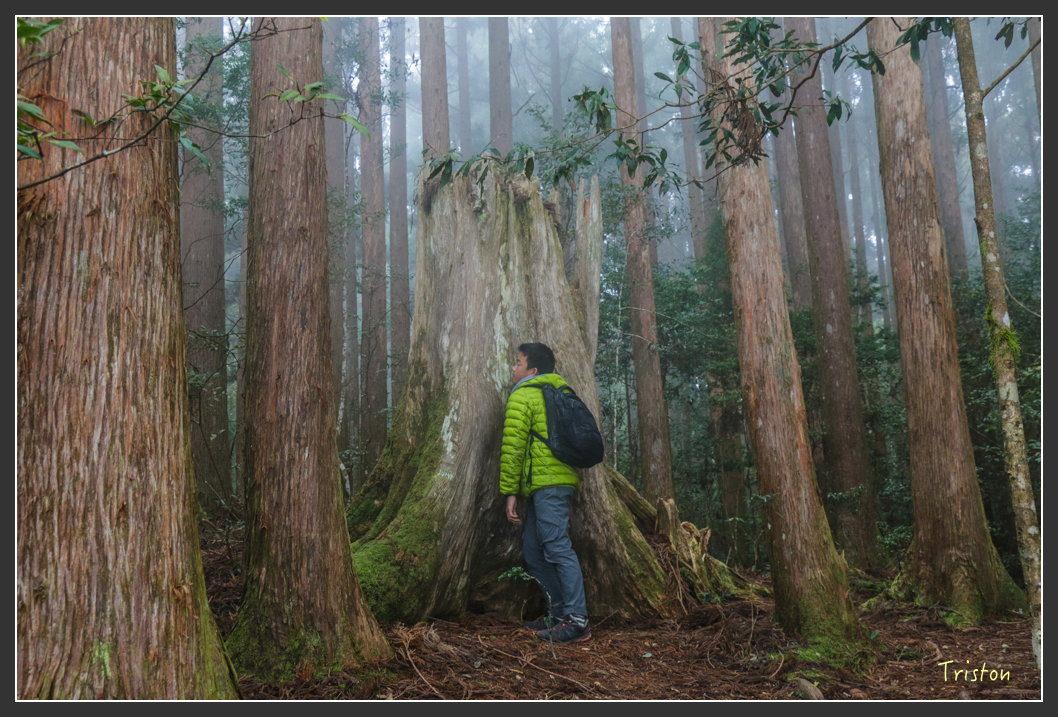 IMG_3448.jpg - 20160227 觀霧森林步道
