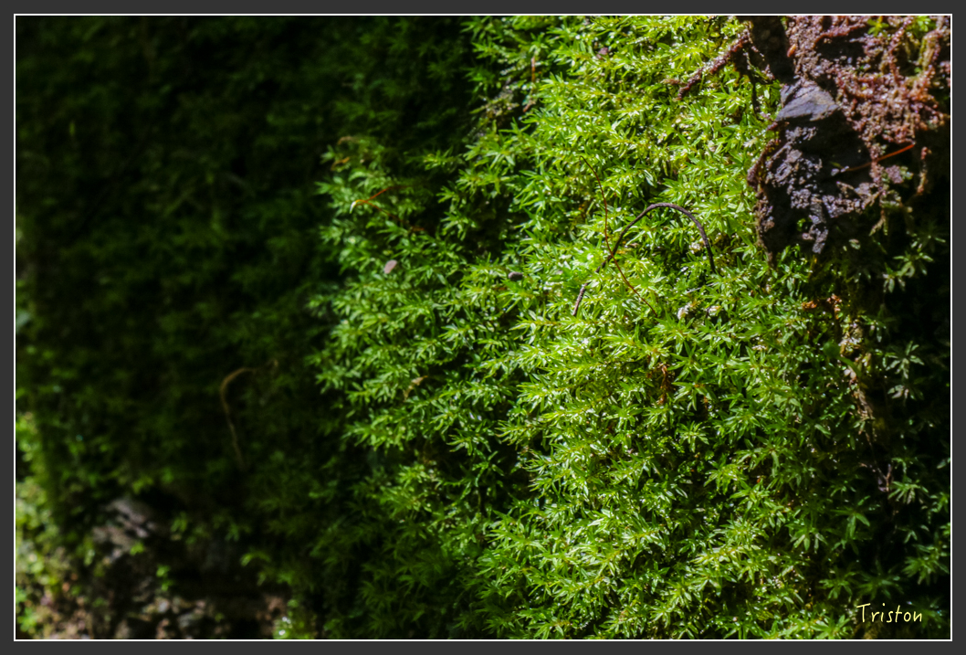 IMG_3405.jpg - 20160227 觀霧森林步道