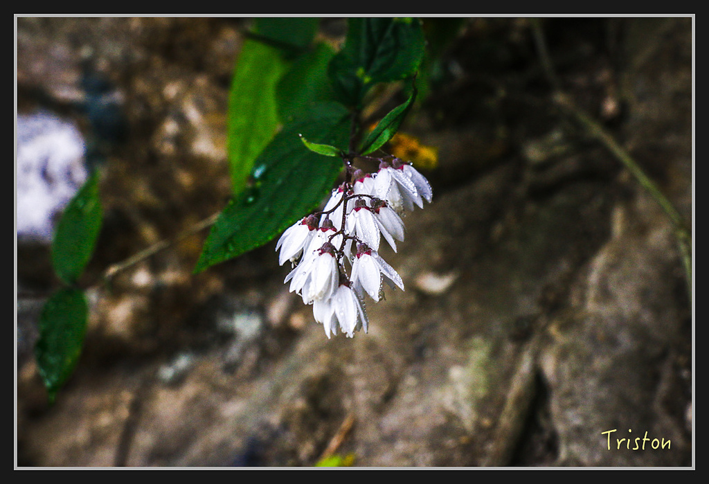 2017-02-27 10.03.53 下午 _MG_0431.jpg - 20170225 玉里瓦拉米