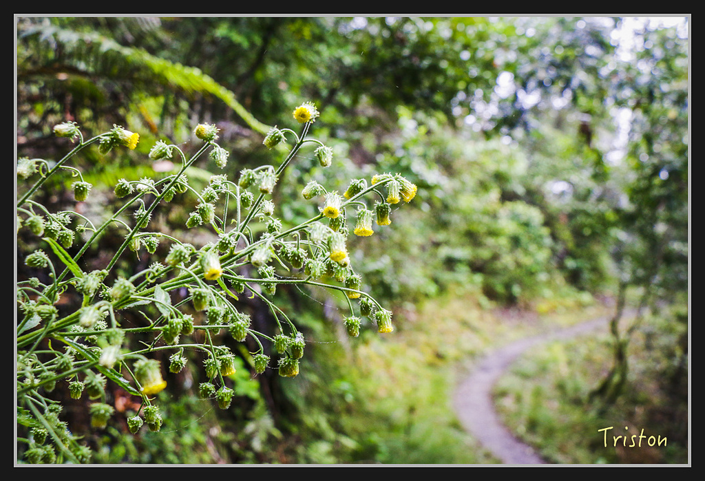 2017-02-27 10.03.53 下午 _MG_0427.jpg - 20170225 玉里瓦拉米