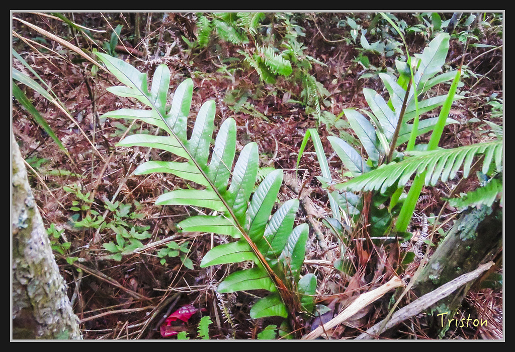 IMG_1453.jpg - 20170318 守關山、守城大山