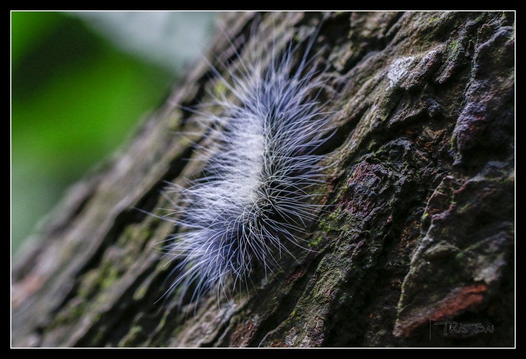 _MG_0050.jpg - 20170618 新化後山昆蟲微距