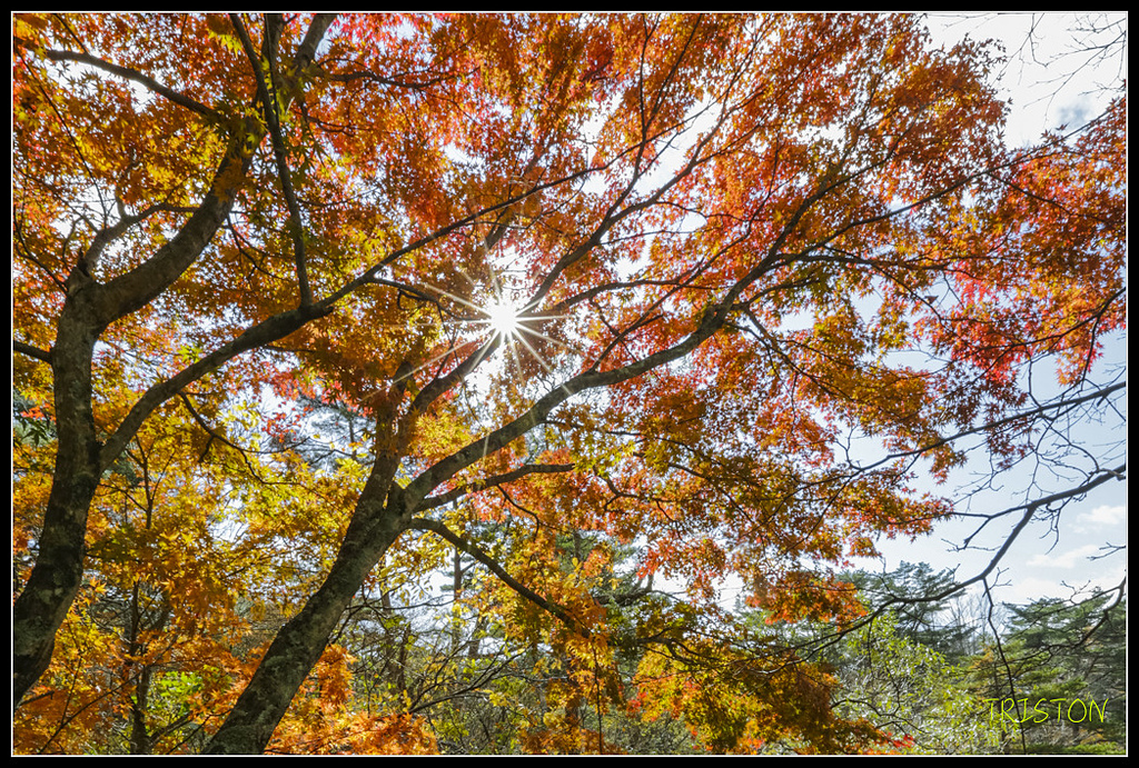 _H1A1359.jpg - 20171103 日本只見線、會津若松五色沼、昭和記念公園賞紅葉