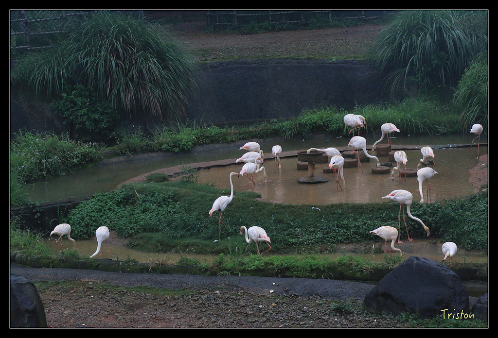 IMG_8112.jpg - 20150717 台北兒童新樂園 六福村