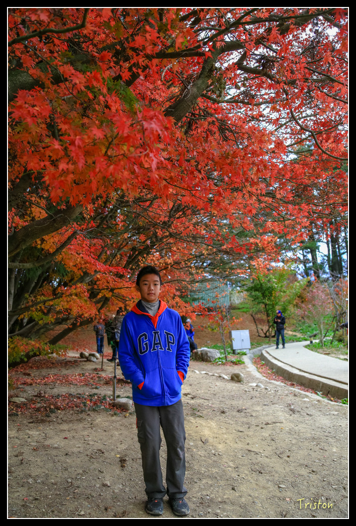 JH1A0937.jpg - 20151205 合歡溪步道、108K楓之谷