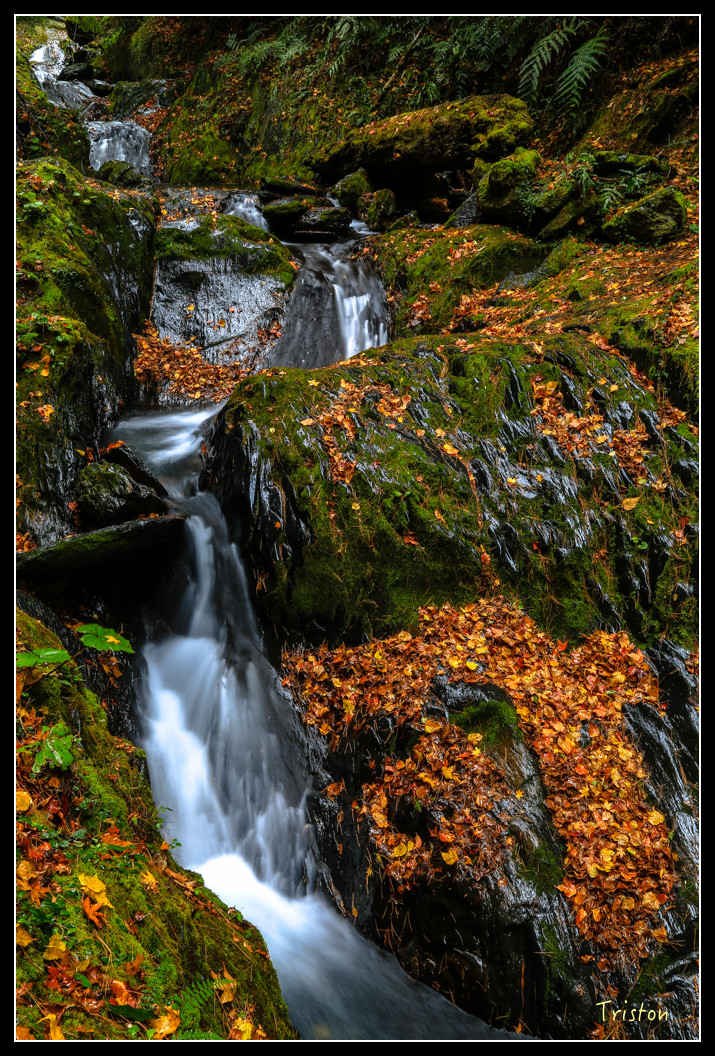 JH1A1051.jpg - 20151205 合歡溪步道、108K楓之谷
