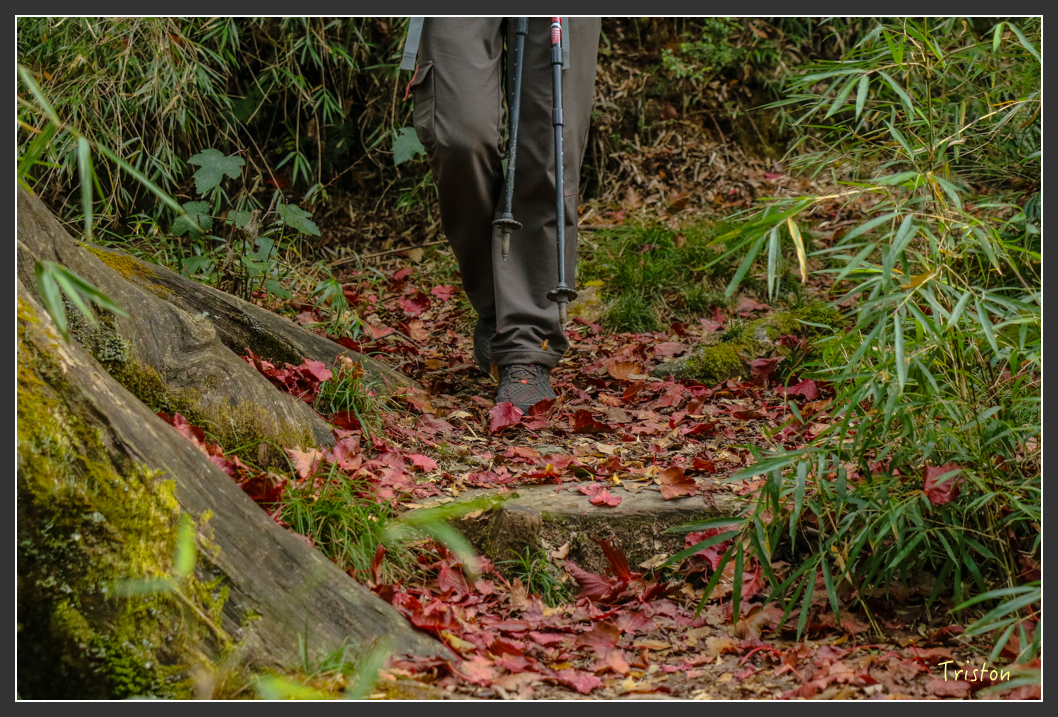 IMG_1110.jpg - 20151219 鳶嘴稍來山、小雪山林道