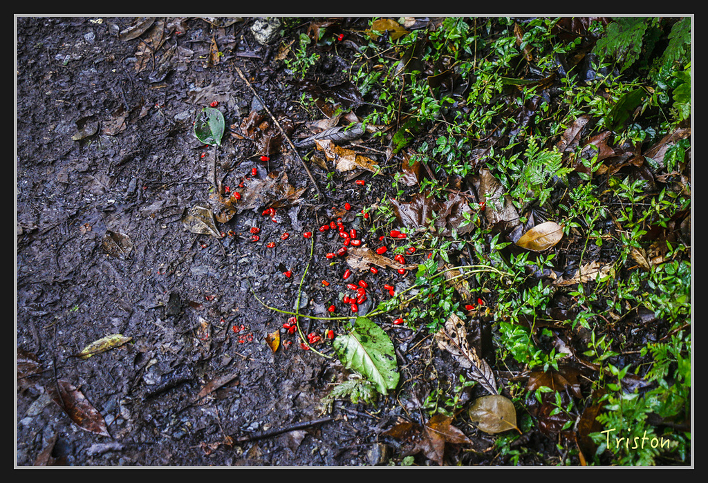 2017-02-27 10.03.53 下午 _MG_0432.jpg - 20170225 玉里瓦拉米