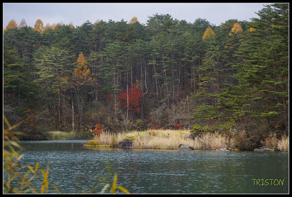 _H1A1152.jpg - 20171103 日本只見線、會津若松五色沼、昭和記念公園賞紅葉