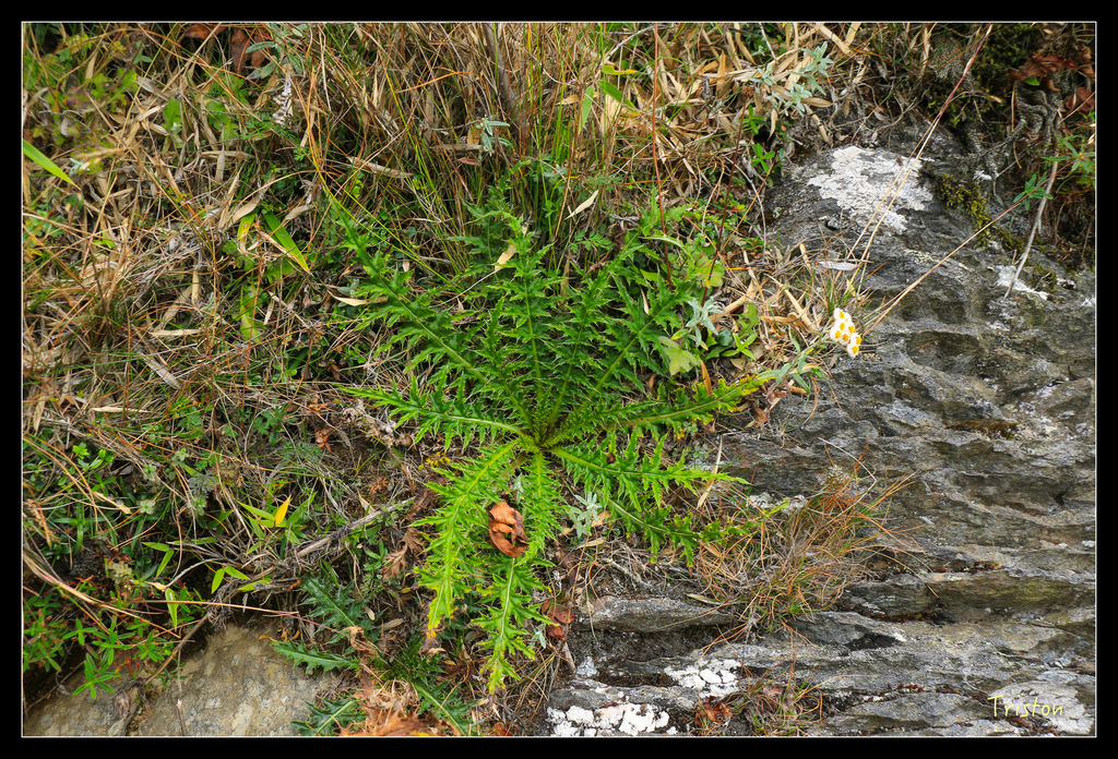 IMG_8773.jpg - 20151017 郡大林道、望鄉山、郡大山
