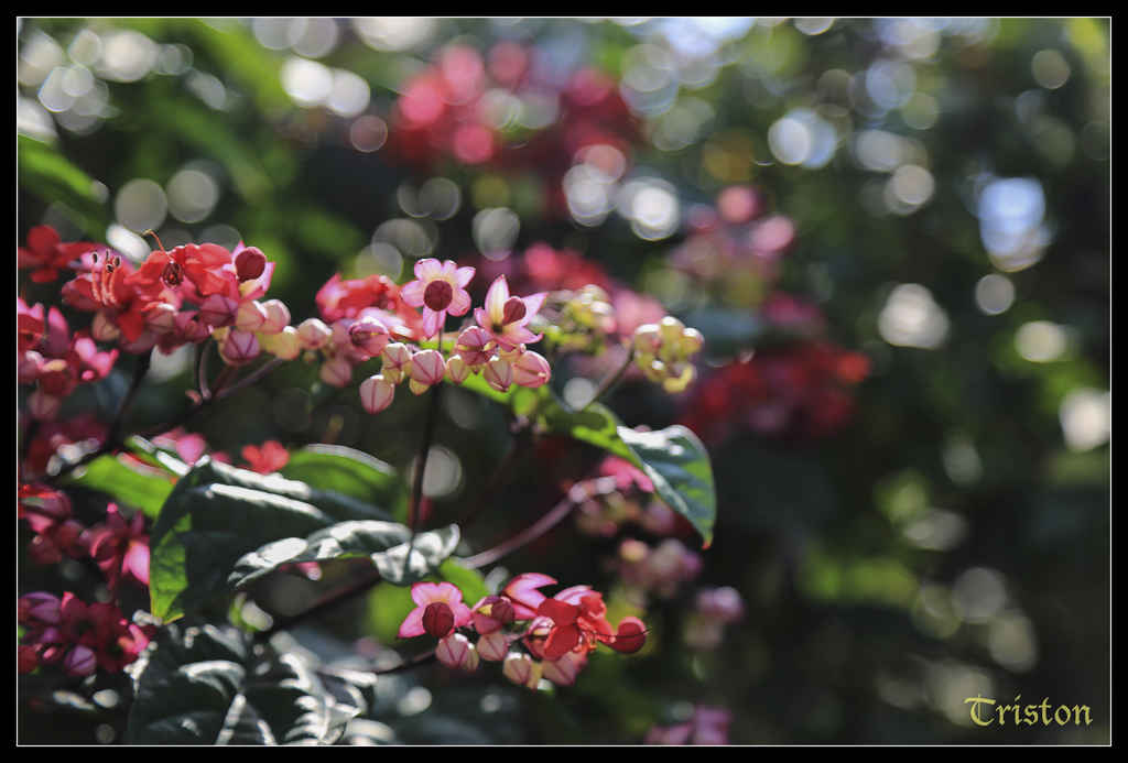 jh1a0047_15580299437_o.jpg - 20141111 屏東霧台 神山 一日來往輕旅行