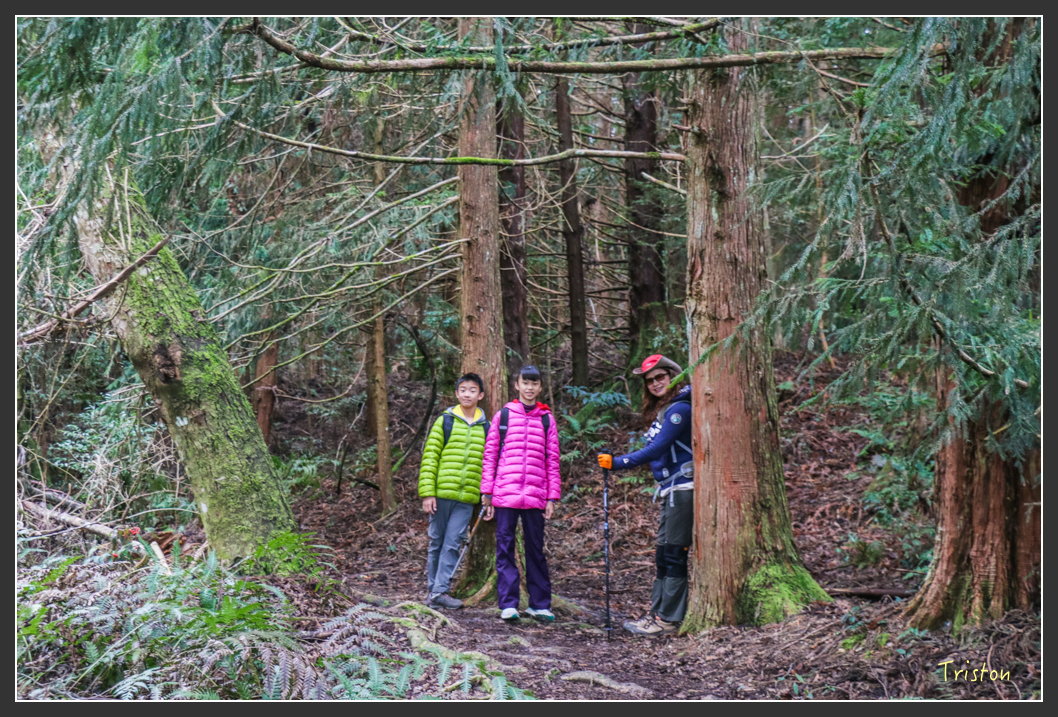 IMG_3462.jpg - 20160227 觀霧森林步道