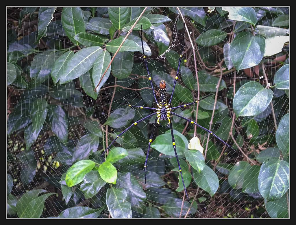 IMG_2128.jpg - 20170204 大社觀音山