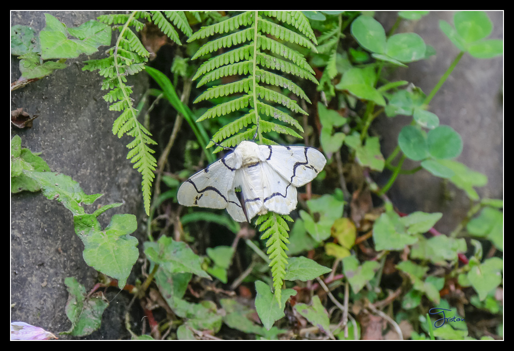 _H1A3683.jpg - 20170425 阿里山+圓潭螢火蟲