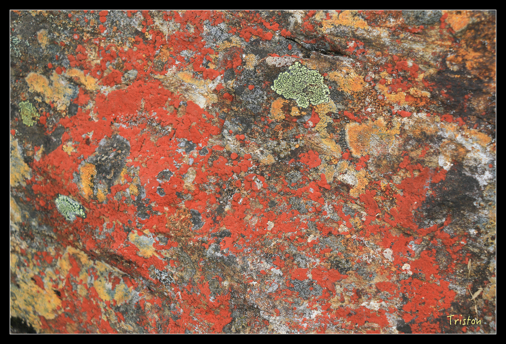 IMG_8777.jpg - 20151017 郡大林道、望鄉山、郡大山