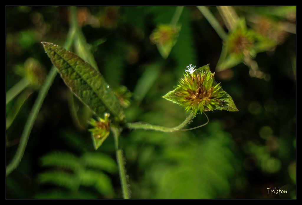 IMG_0755.jpg - 20151115 獨立山步道
