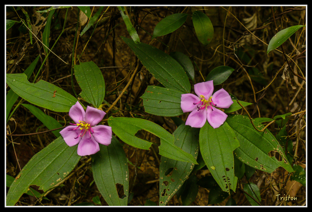 IMG_7361.jpg - 20160531 屏東笠頂山