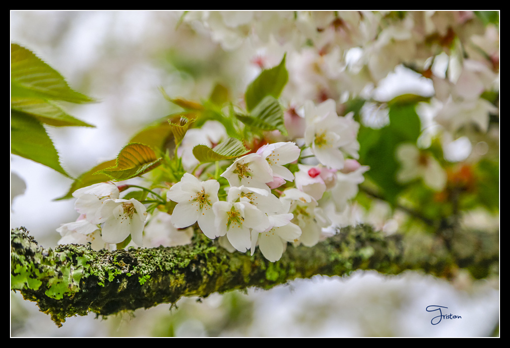 _H1A3696.jpg - 20170425 阿里山+圓潭螢火蟲