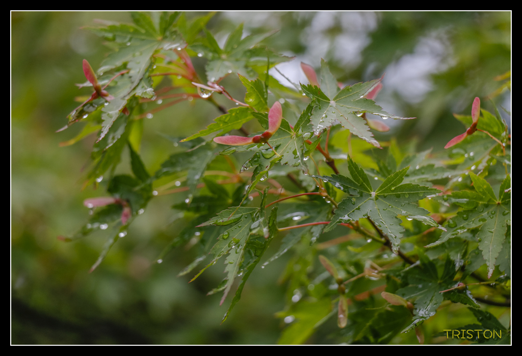 _MG_1150.jpg - 20170702 靜岡東海道之旅