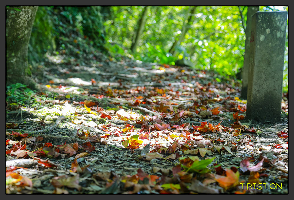 _H1A6425.jpg - 20170901 戀戀台九線