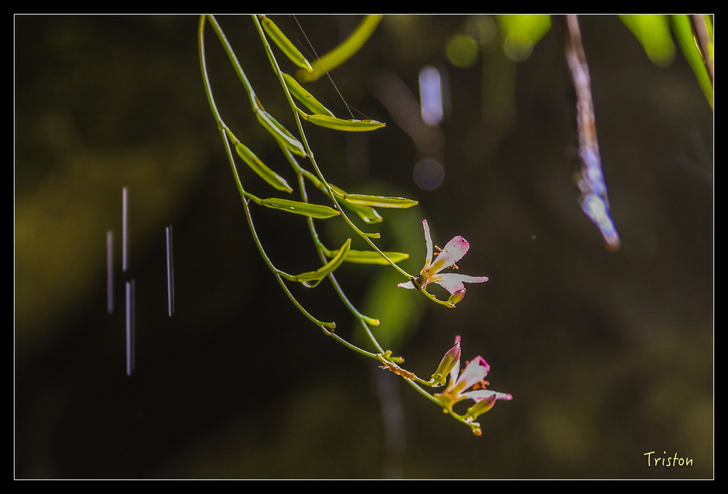 JH1A9963.jpg - 20151005 竹坑溪步道