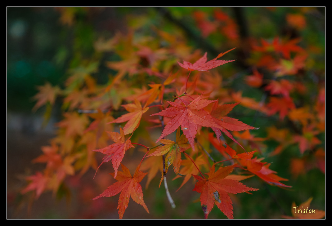 JH1A0957.jpg - 20151205 合歡溪步道、108K楓之谷