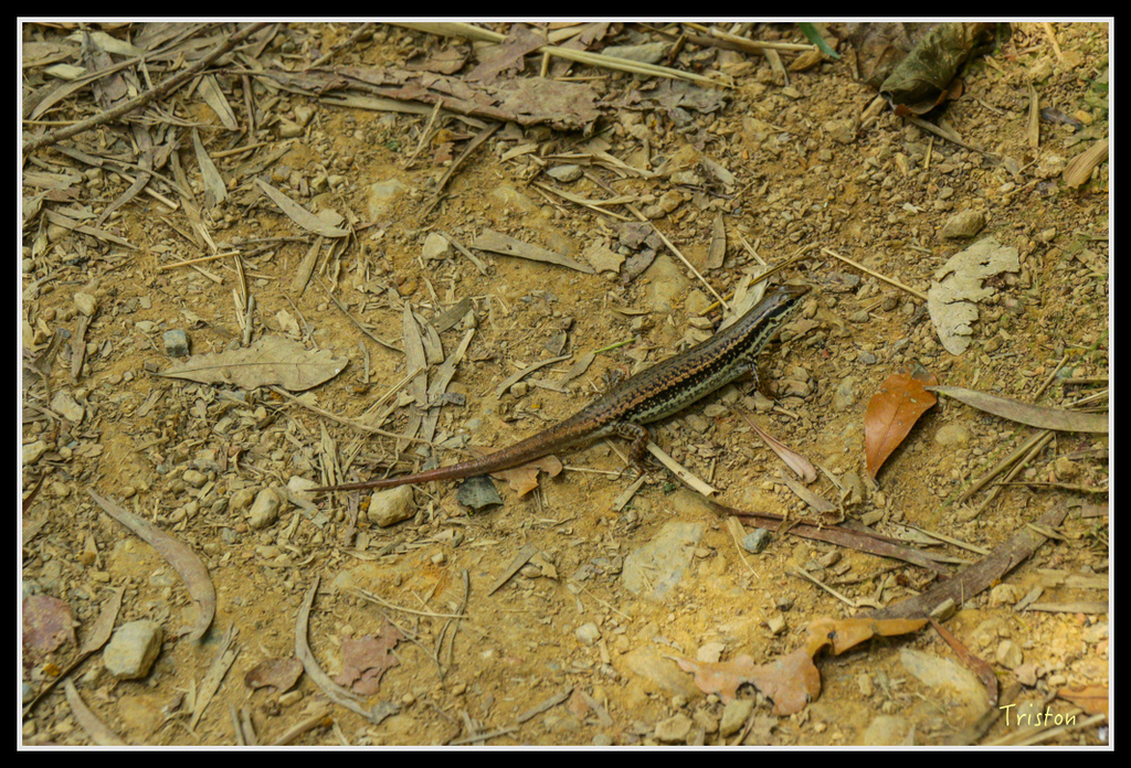 IMG_7362.jpg - 20160531 屏東笠頂山