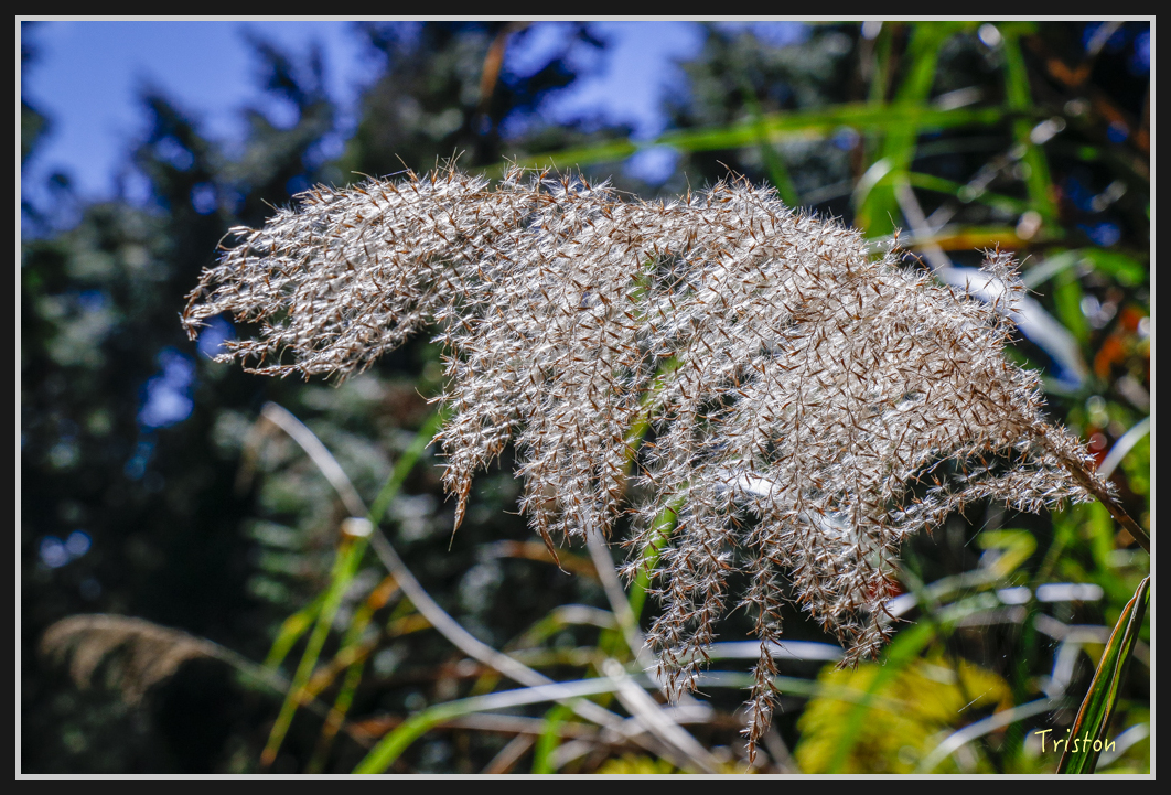 _MG_0161.jpg - 20161226 大塔山