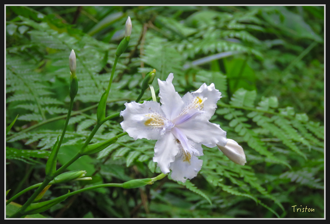 0024.jpg - 20161231 明池 神木園
