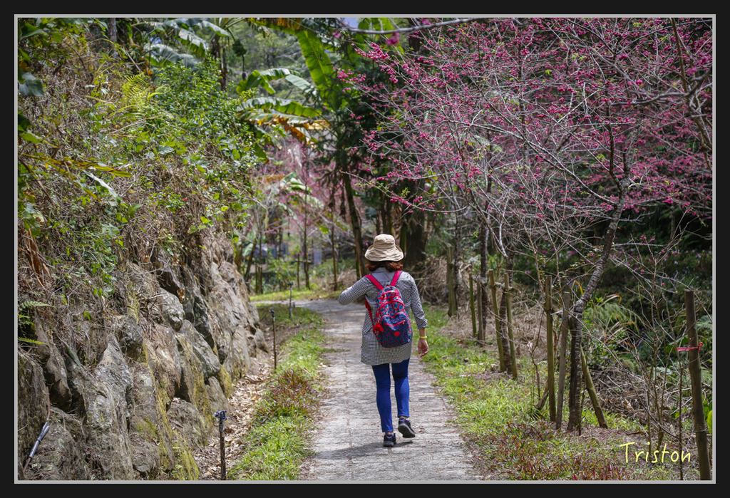 _H1A2525.jpg - 20170311 草嶺