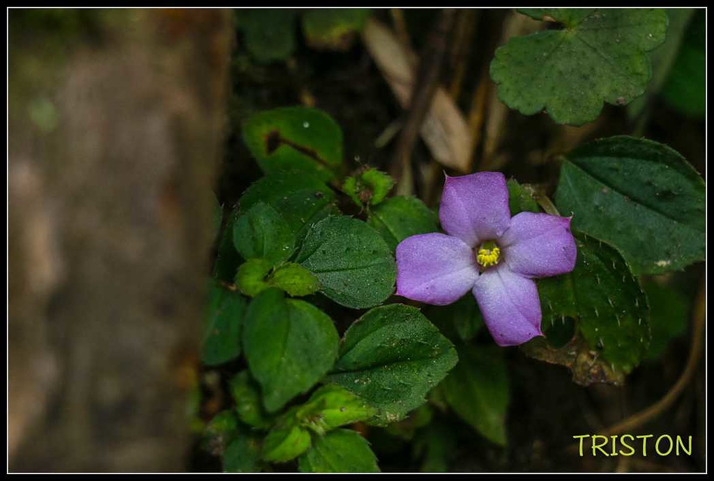 _MG_0096.jpg - 20170920 加里山