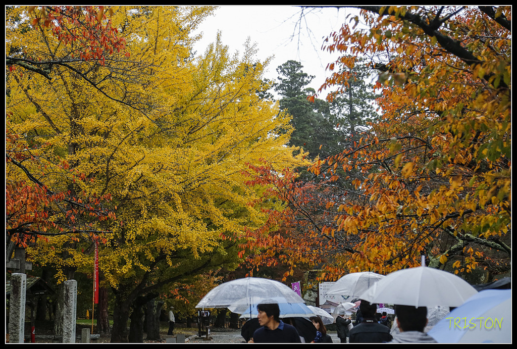 _H1A0889.jpg - 20171103 日本只見線、會津若松五色沼、昭和記念公園賞紅葉