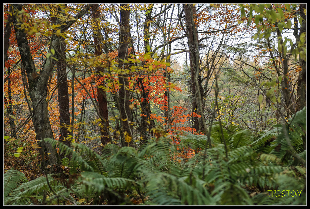 _H1A1210.jpg - 20171103 日本只見線、會津若松五色沼、昭和記念公園賞紅葉