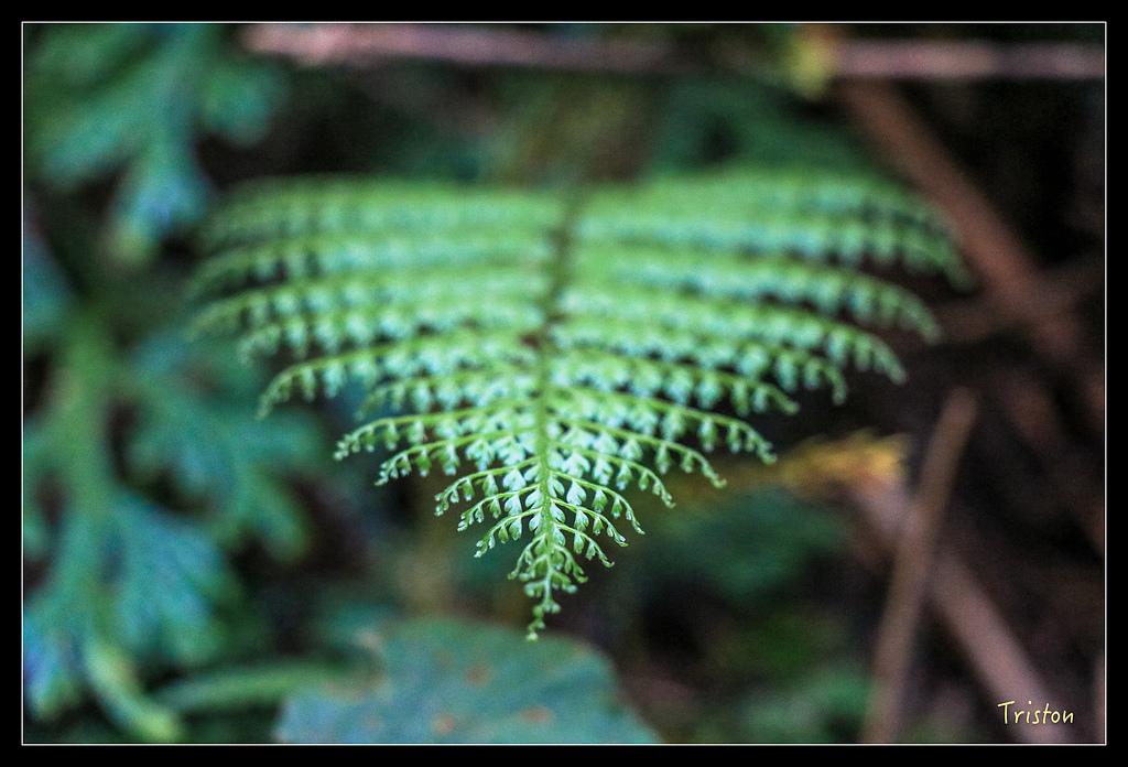 IMG_8334.jpg - 20150926 大凍山切霹靂山 抵龍雲山莊