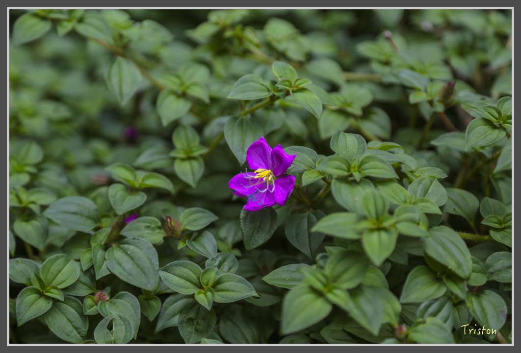 JH1A1884.jpg - 20160725 大津瀑布